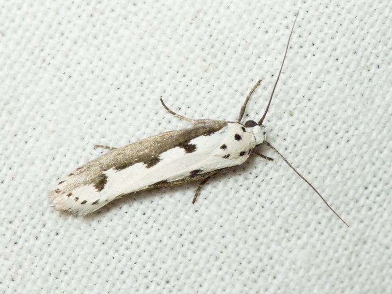 Ethmia bipunctella (Fabricius, 1775)